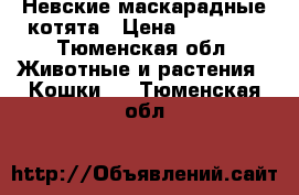 Невские маскарадные котята › Цена ­ 20 000 - Тюменская обл. Животные и растения » Кошки   . Тюменская обл.